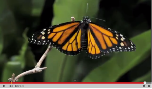 VideoPure Monarch is a Male